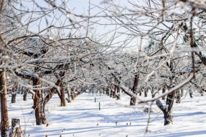 frost damage orchard
