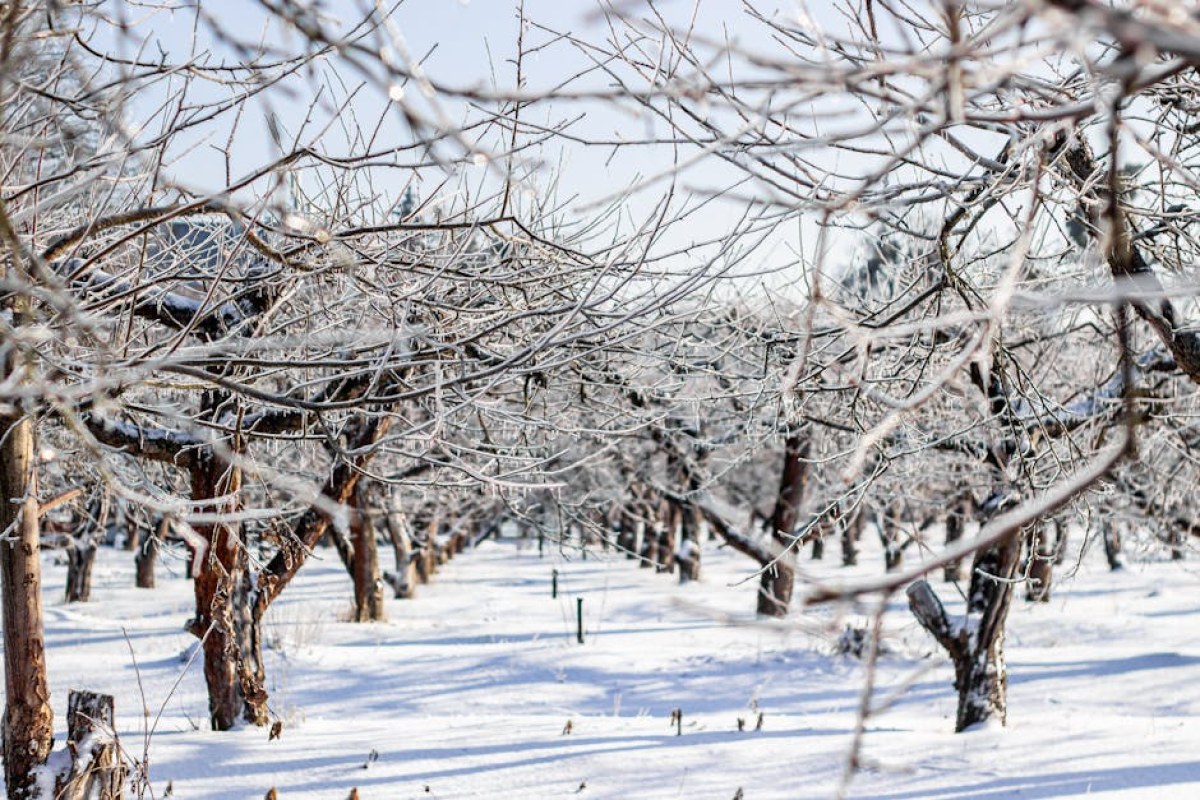 frost damage orchard