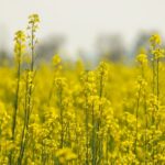 rapeseed field spring