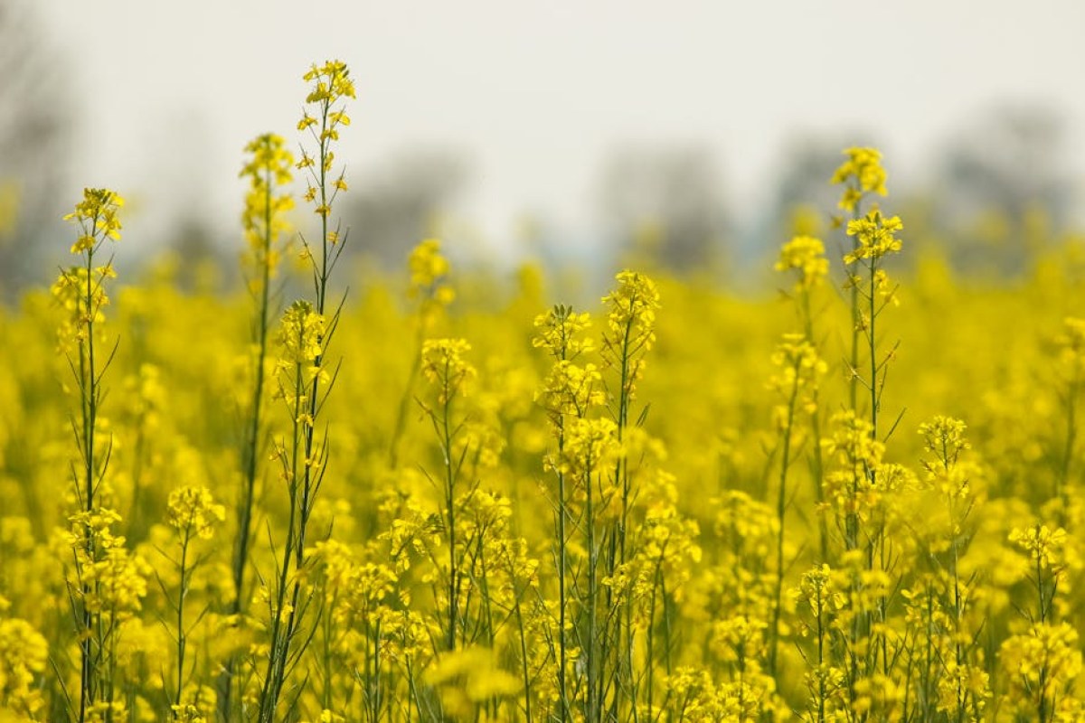 rapeseed field spring