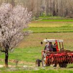 burnt tractor in orchard
