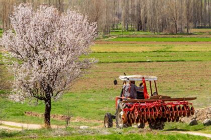 burnt tractor in orchard
