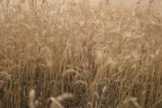 wheat field Ukraine