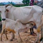 calf in outdoor hut