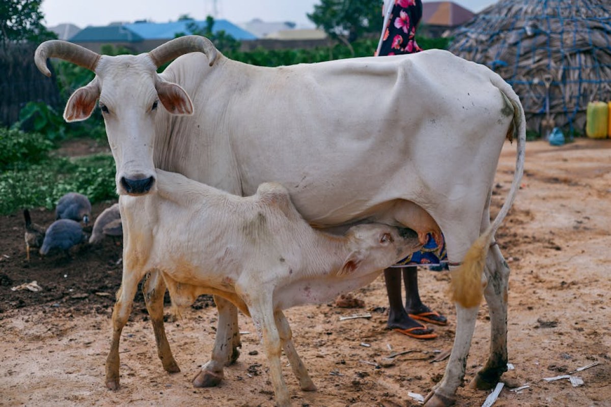 calf in outdoor hut
