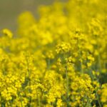 rapeseed field bees