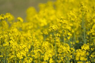 rapeseed field bees