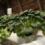 sustainable agriculture board