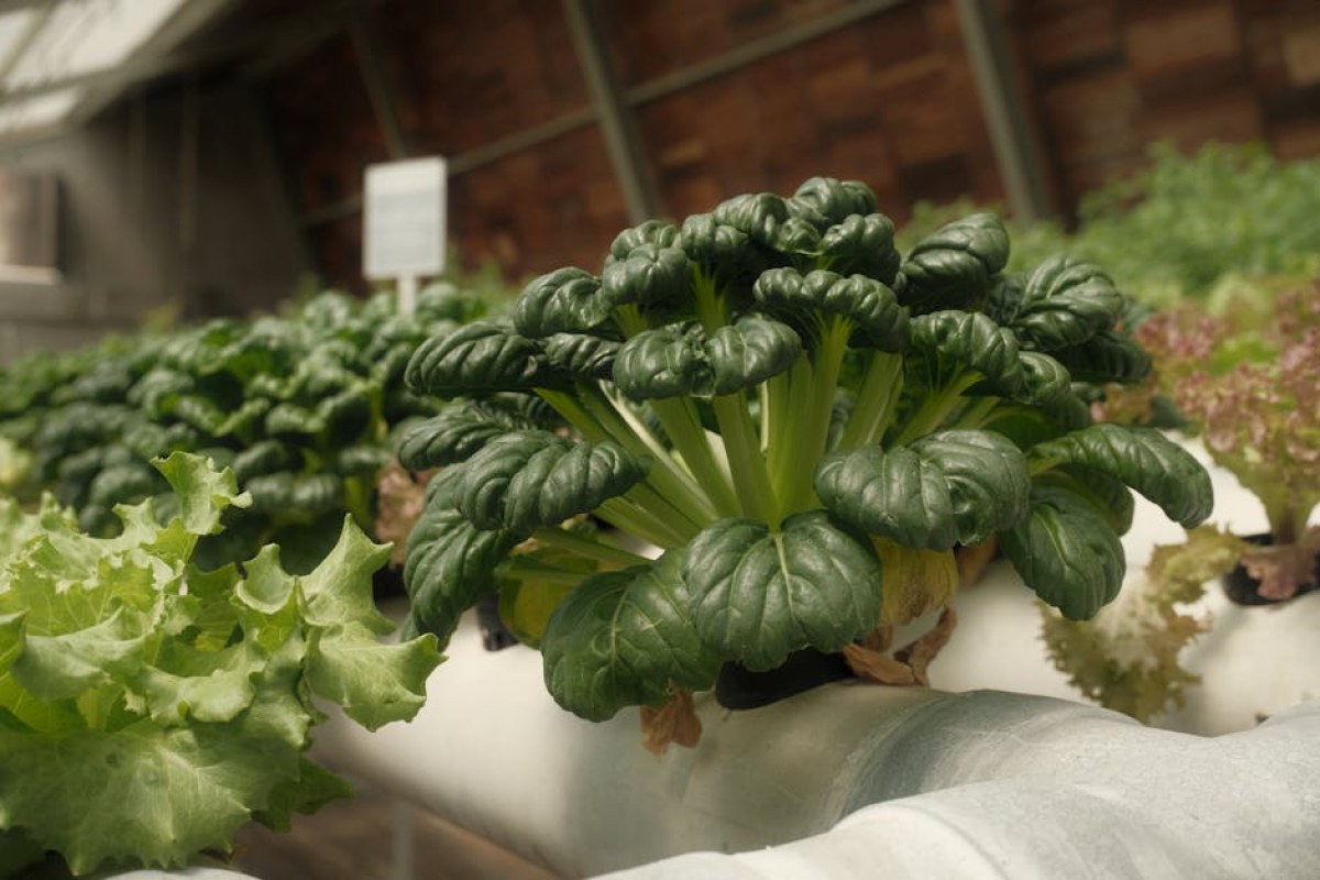 sustainable agriculture board