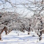 frost damaged orchard