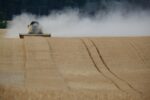 wheat field harvesting