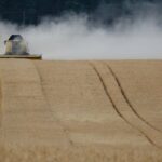 wheat field harvesting