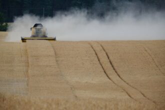wheat field harvesting