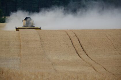 wheat field harvesting