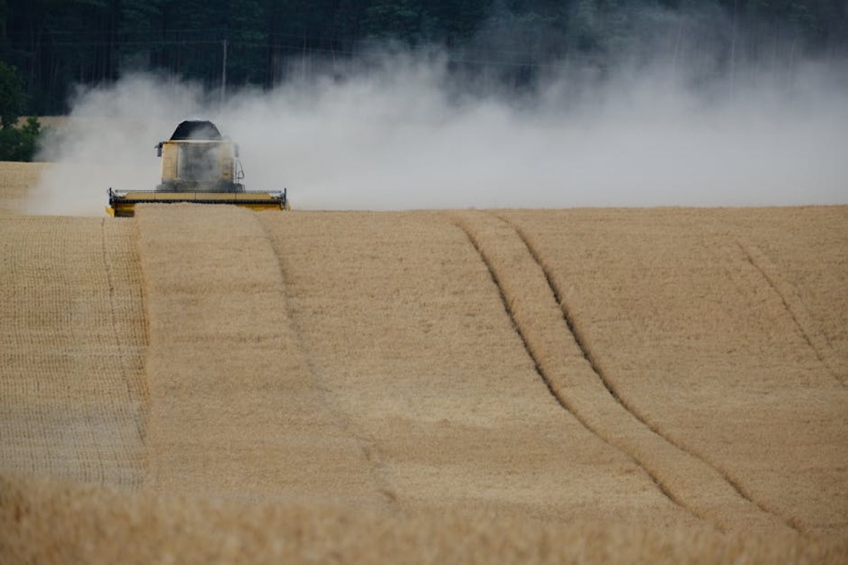 wheat field harvesting