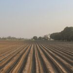 agricultural land field