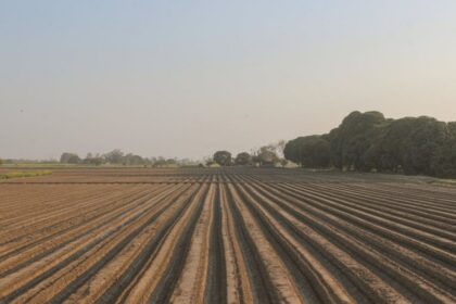 agricultural land field