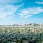 frosty field spring
