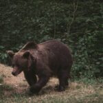 bear attack forest