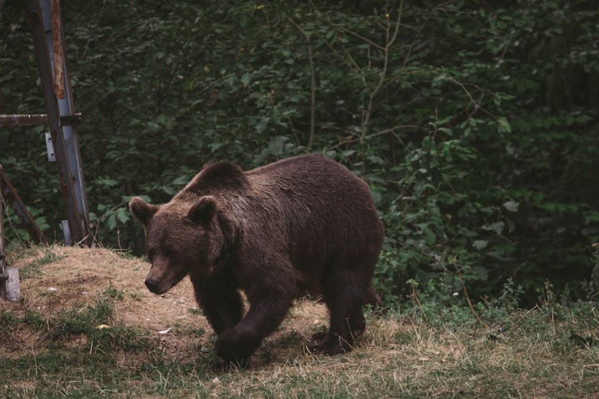 bear attack forest