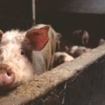 pigs in barn