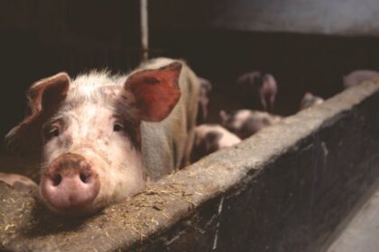 pigs in barn