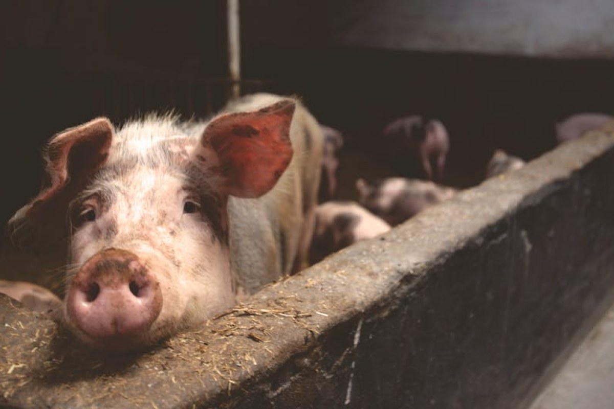 pigs in barn