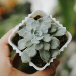 glistnik plant