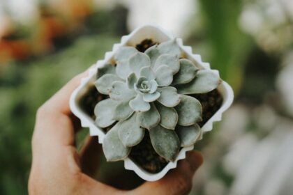 glistnik plant