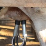 milk products export