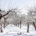 frost damaged orchard