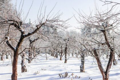 frost damaged orchard
