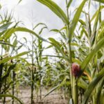 corn field weeds