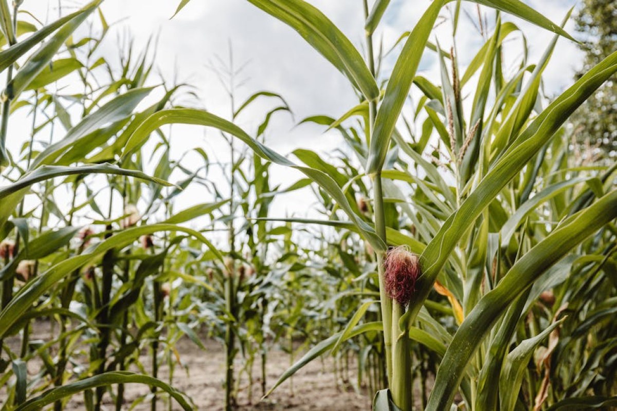 corn field weeds