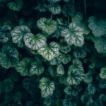 glistnik plant leaves