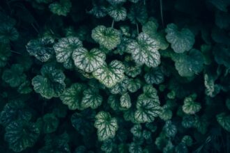 glistnik plant leaves