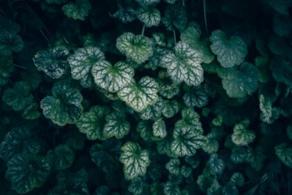 glistnik plant leaves