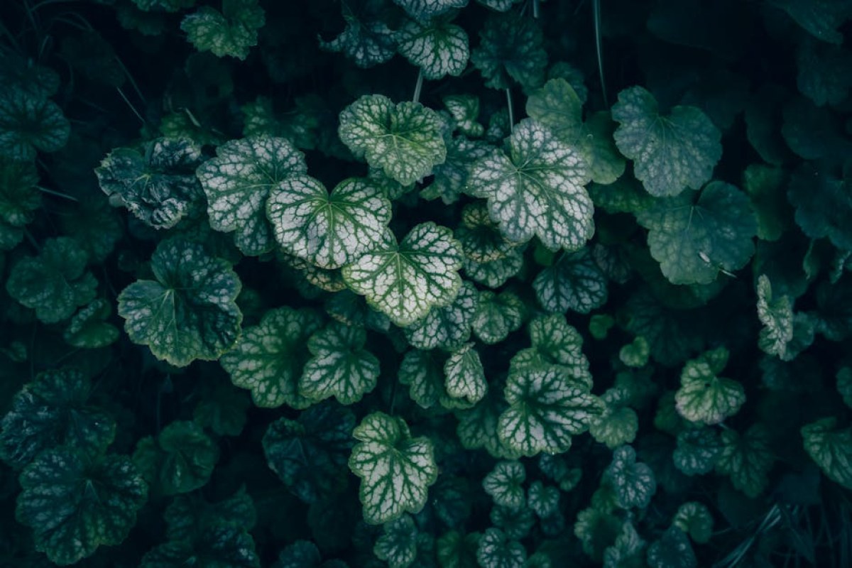 glistnik plant leaves