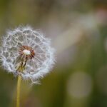 dandelion latex extraction