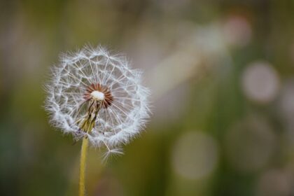 dandelion latex extraction