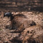 wild boar ASF Poland