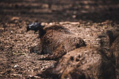 wild boar ASF Poland