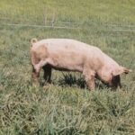 swiss pig farm