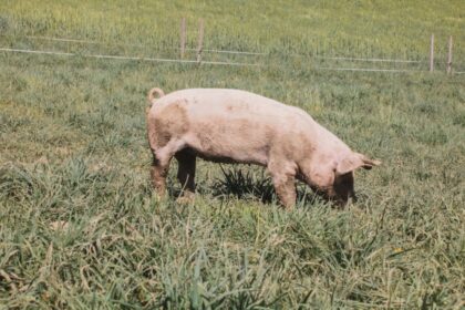 swiss pig farm