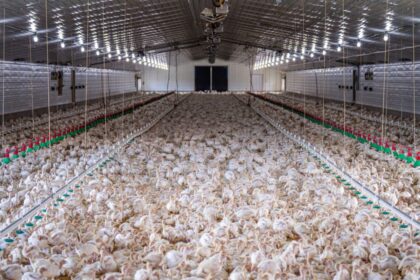 dead chickens farm