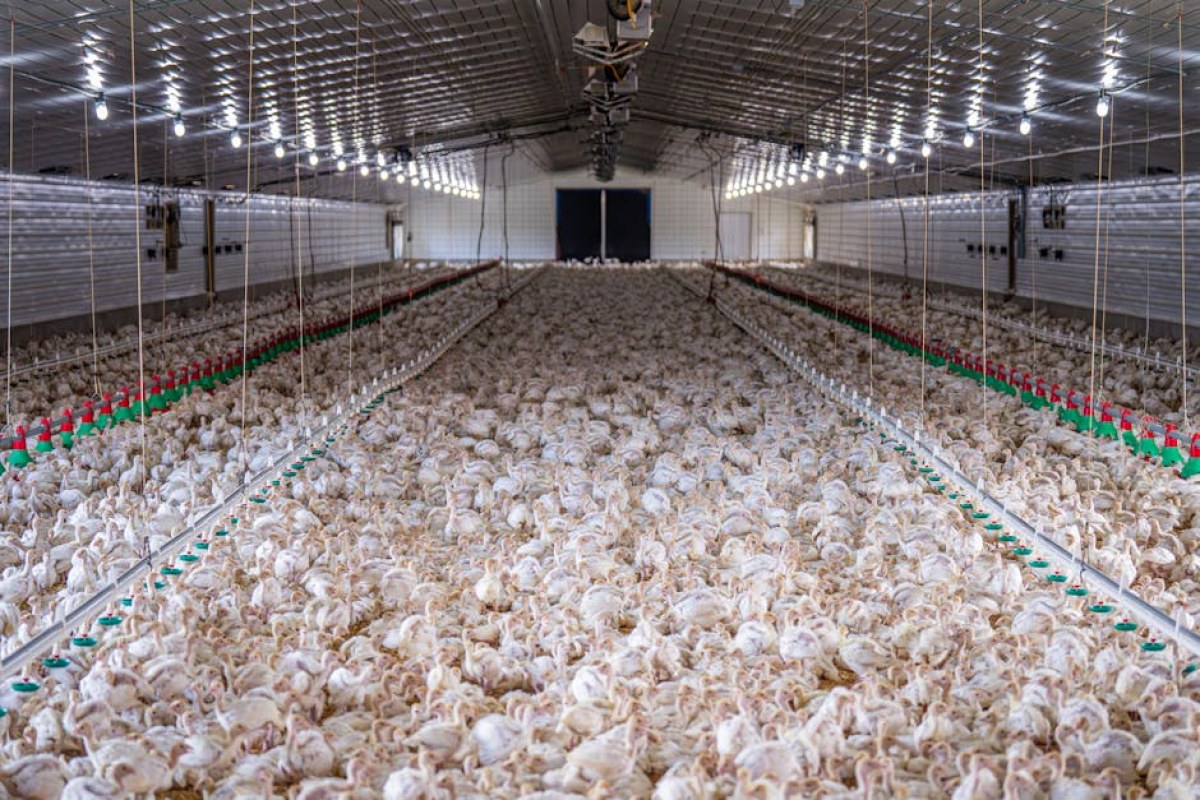 dead chickens farm