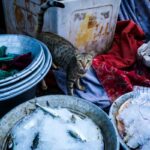 fish inspection