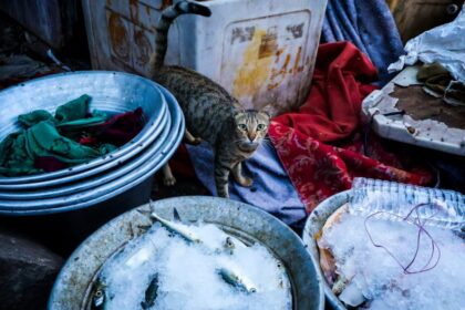 fish inspection