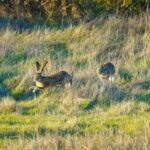 hare in meadow