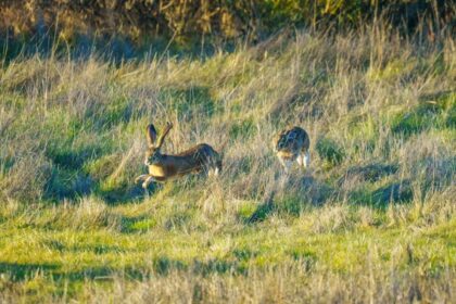 hare in meadow
